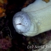 moray_grey_ms_si_h_0518_egy1135.jpg